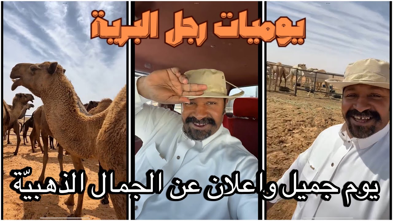 يوميات رجل البرية | يوم جميل واعلان عن الجمال الذهبية #السعودية | 2 - 3 - 2024