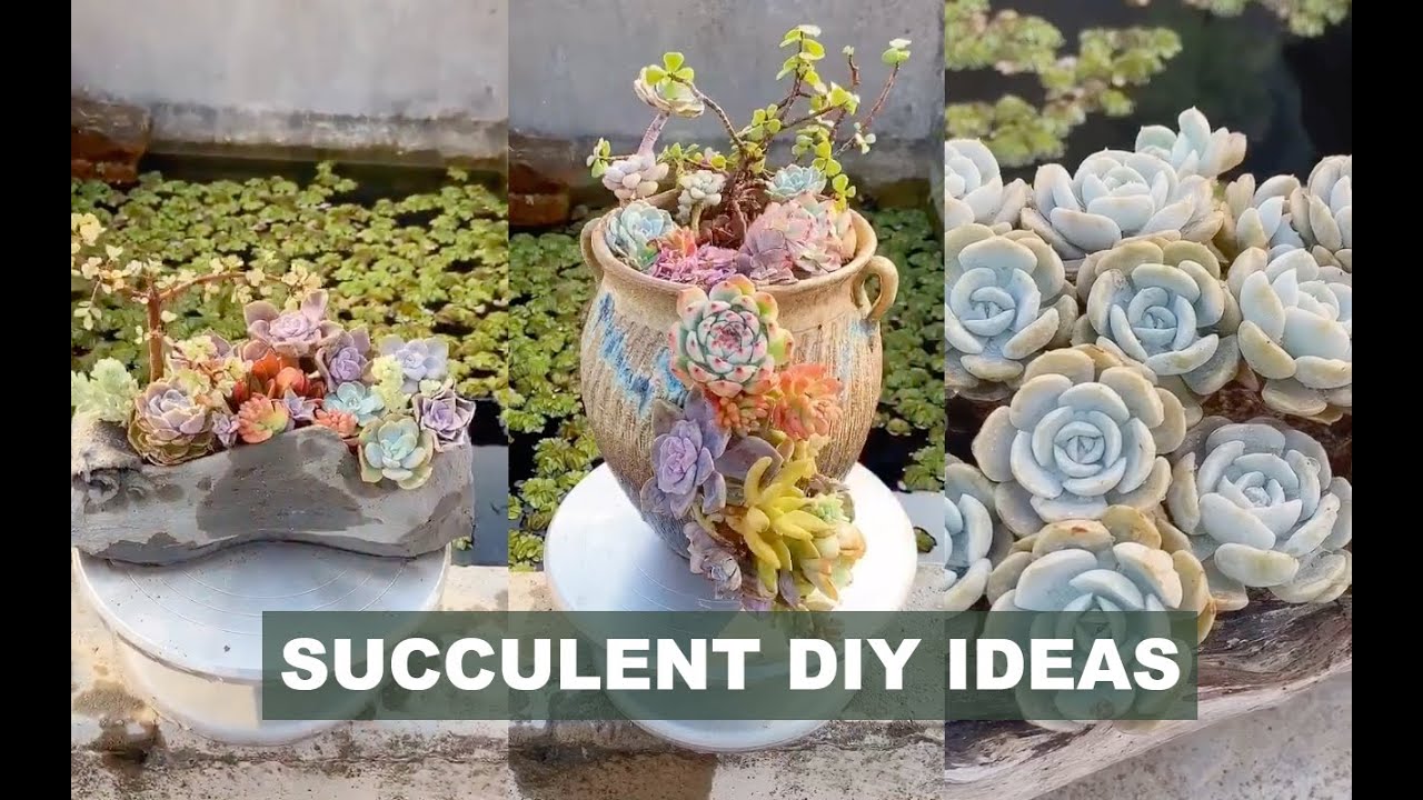 15 Succulent DIY ideas| 15 Ý tưởng trang trí sen đá | 多肉植物| 다육이들