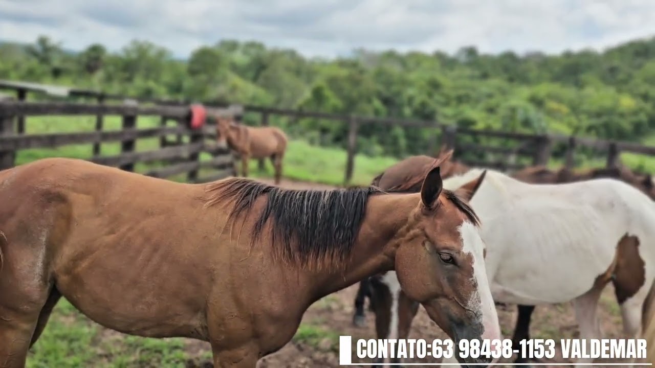 FAZENDA A VENDA ( ESSA É PARA COMPRADOR EXIGENTE)
