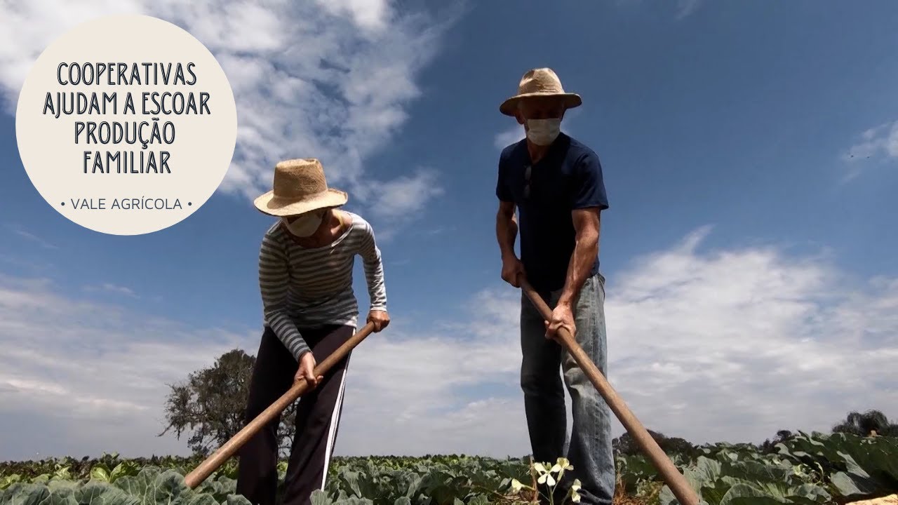 A importância das cooperativas para escoar a produção da agricultura familiar