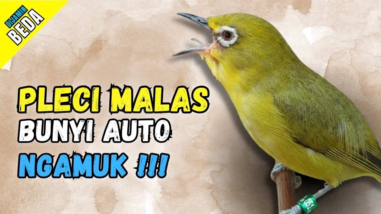 Semua Pleci Pasti Langsung Ikut Bunyi Ngalas - Terapi Pleci Agar Buka Paruh