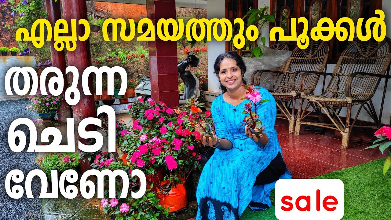 ബോൾസം ചെടി എല്ലാവർക്കും ഇനി വളർത്താം |balsam plant care and sale