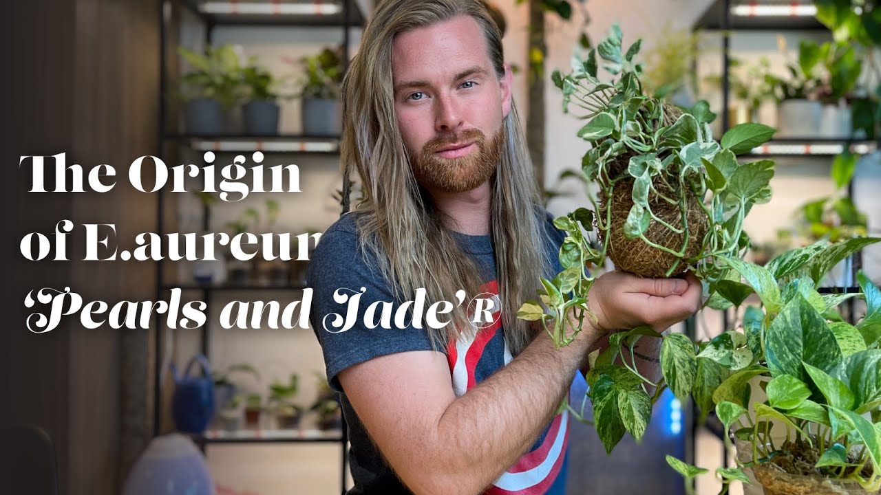 THE ORIGIN OF PEARLS AND JADE POTHOS | Pothos varieties explained