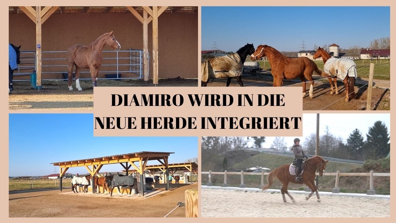 DIAMIRO WIRD INTEGRIERT! + ERSTERS MAL REITEN NACH PAUSE...