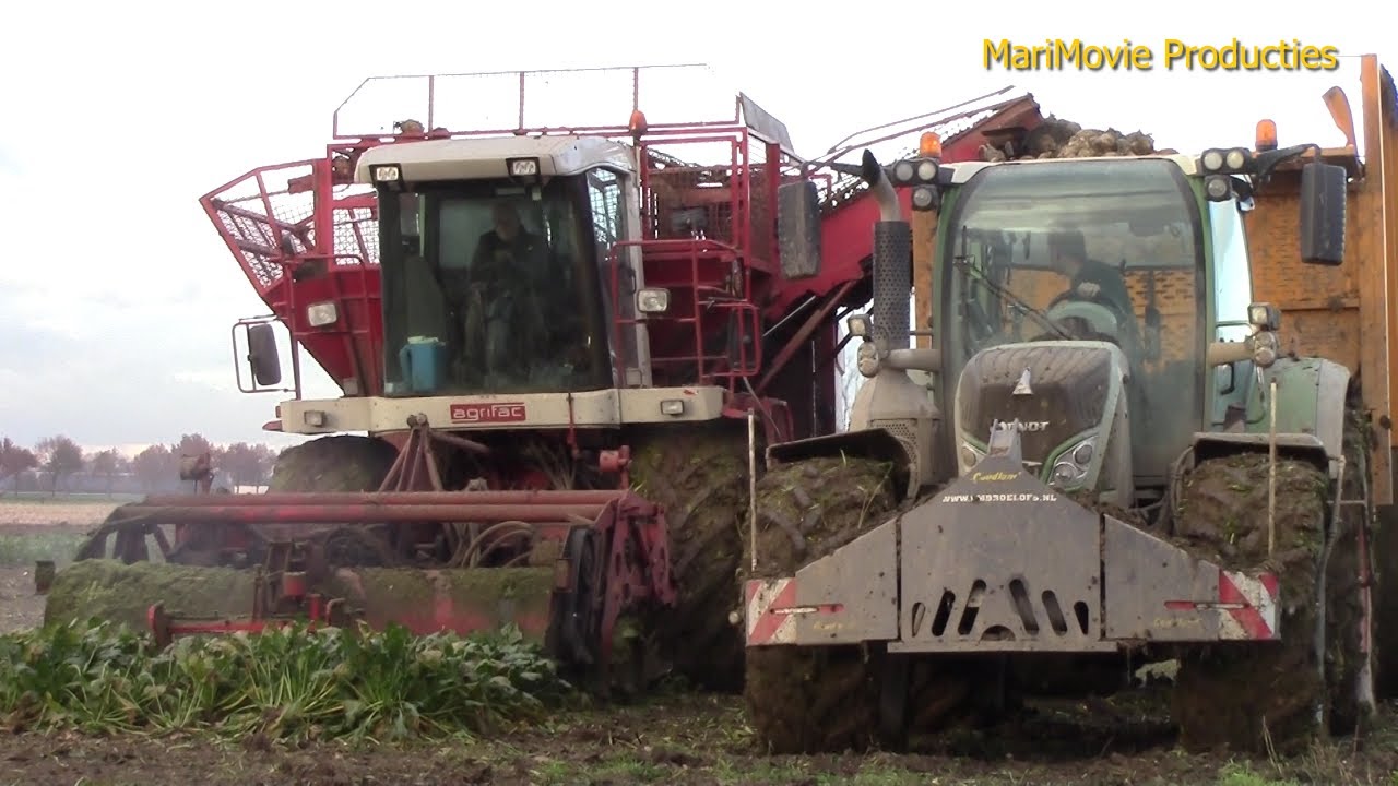 Voederbieten rooien door Loonbedrijf de Goei 2021 in Herwijnen.#massyferguson#fendt#veenhuis#joskin