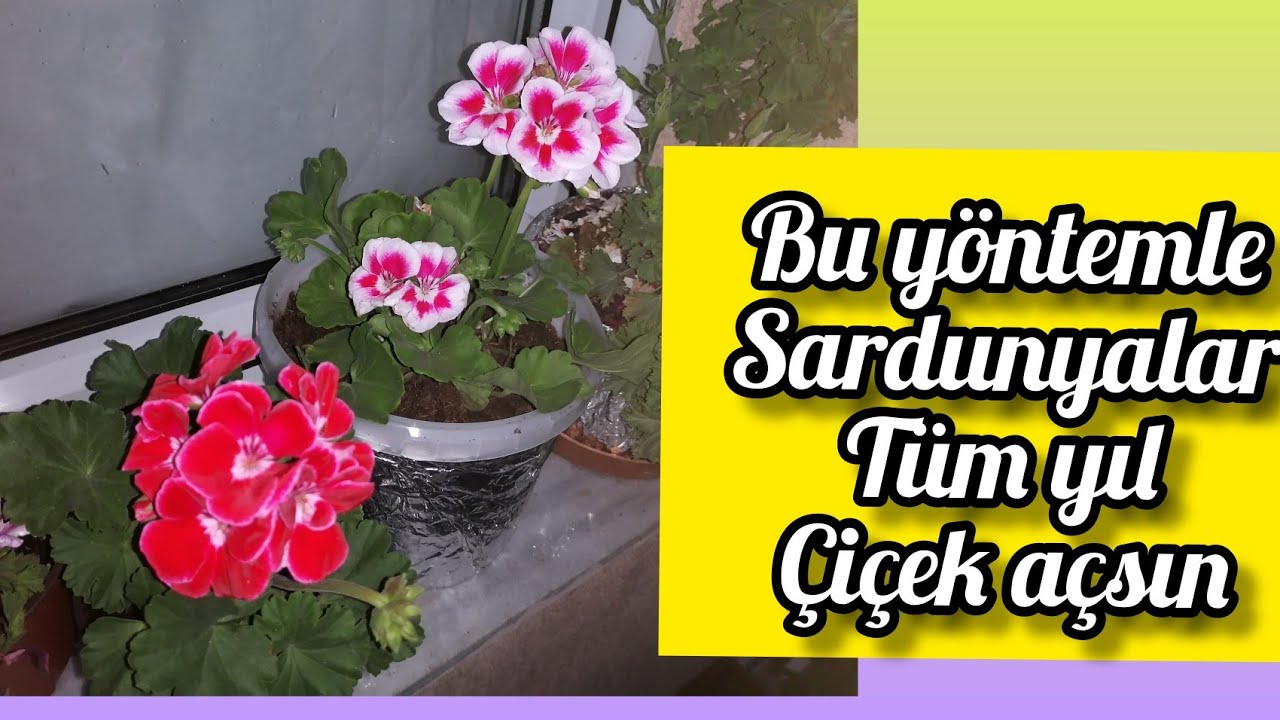 SARDUNYALAR TÜM YIL ÇİÇEKLİ  KALSIN SARDUNYA BAKIMI BUDAMASI BALKON ÇİÇEKLERİM