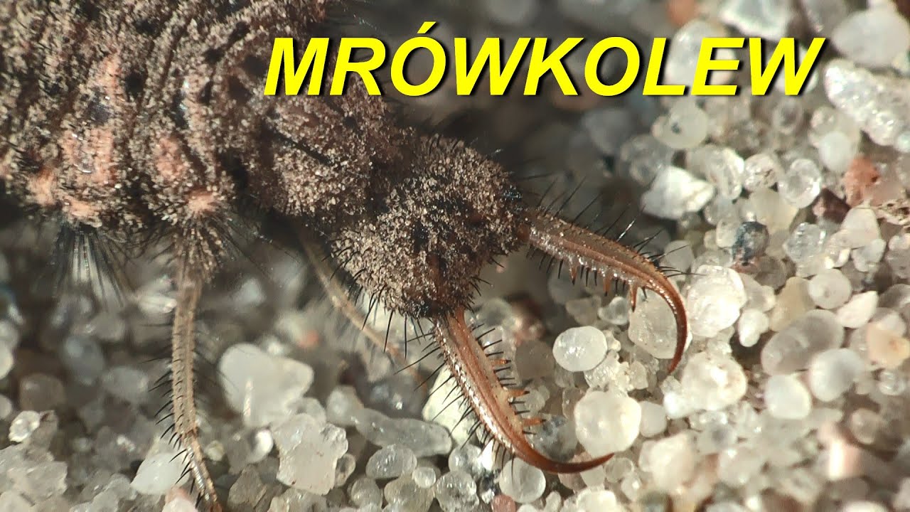 Lew na mrówki czyli  mrówkolew  Euroleon nostras