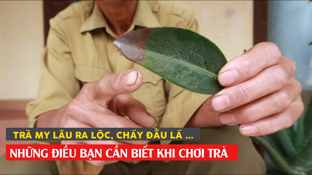 NẾU TRÀ MY CỦA BẠN LÂU RA LỘC HAY BỊ CHÁY ĐẦU LÁ - Đây là cách khắc phục cho bạn