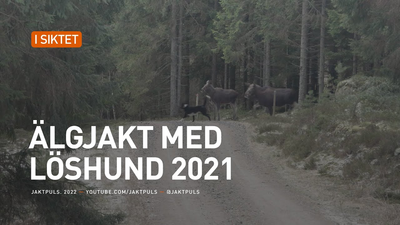 &Auml;lgjakt med l&ouml;shund 2021