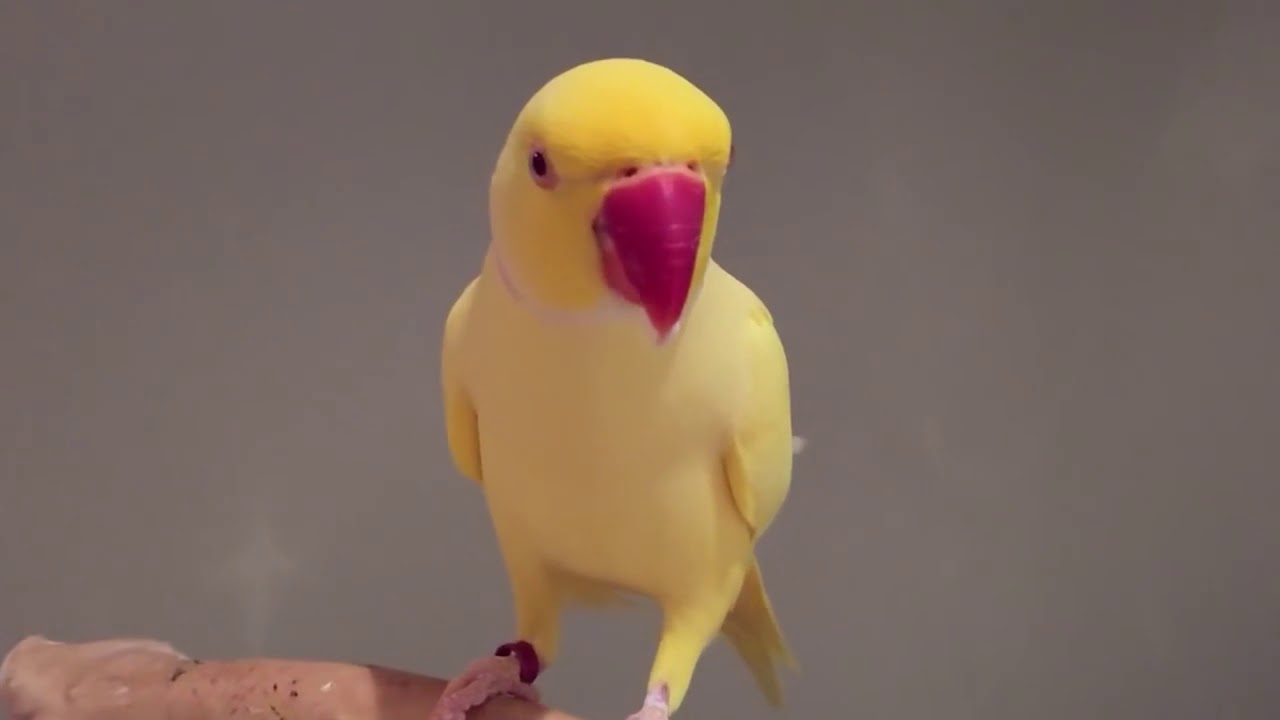 Dank Animal Memes Compilation #6
