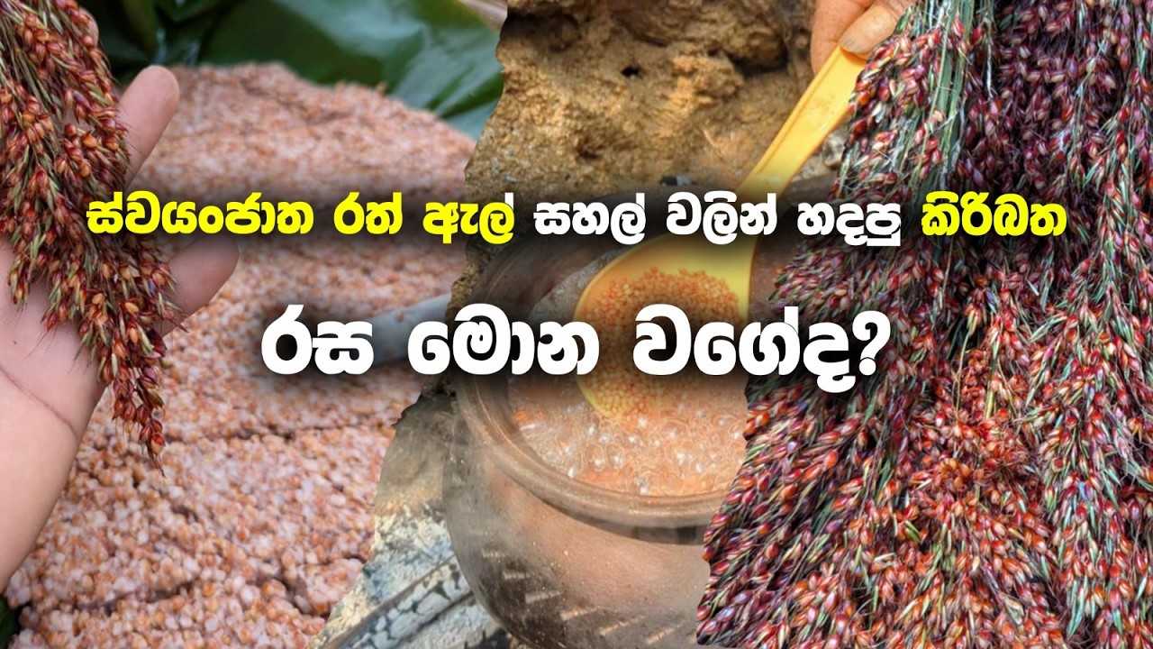ස්වයංජාත රත් ඇල් සහල් වලින් හදපු කිරිබත රස මොන වගේද?  😱