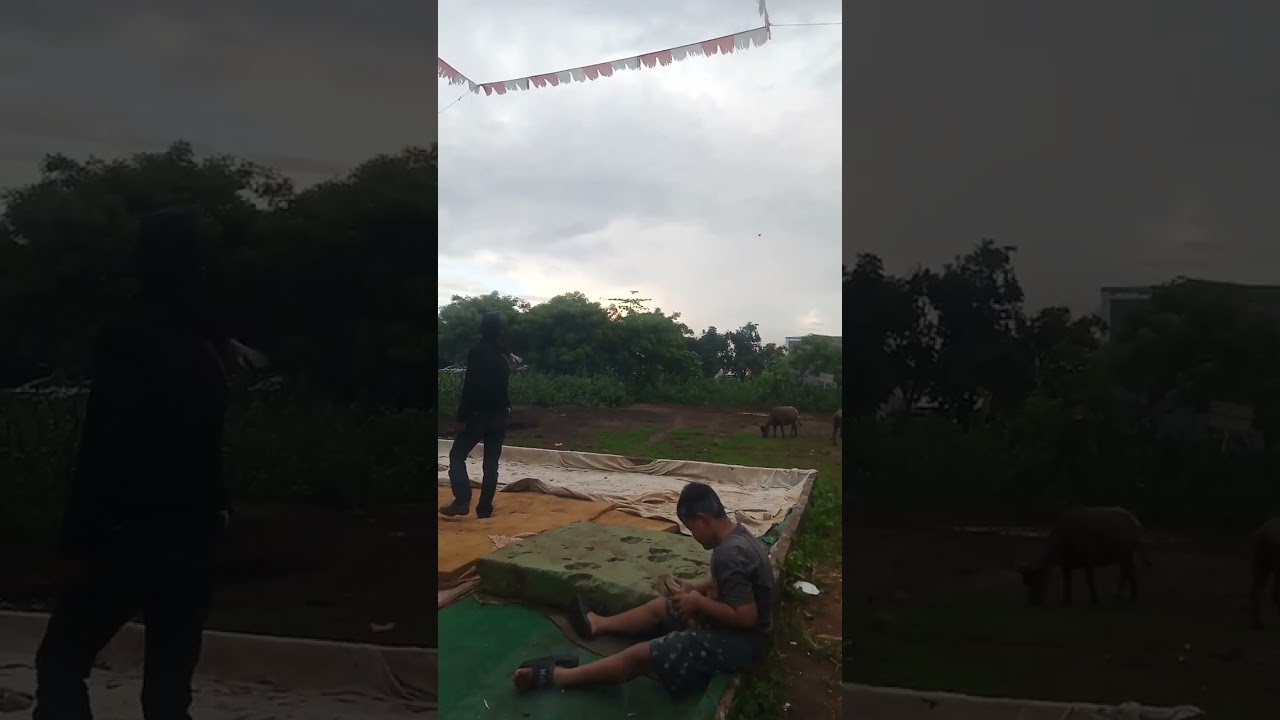 wow pigeon #merpatikolong #burungmania
