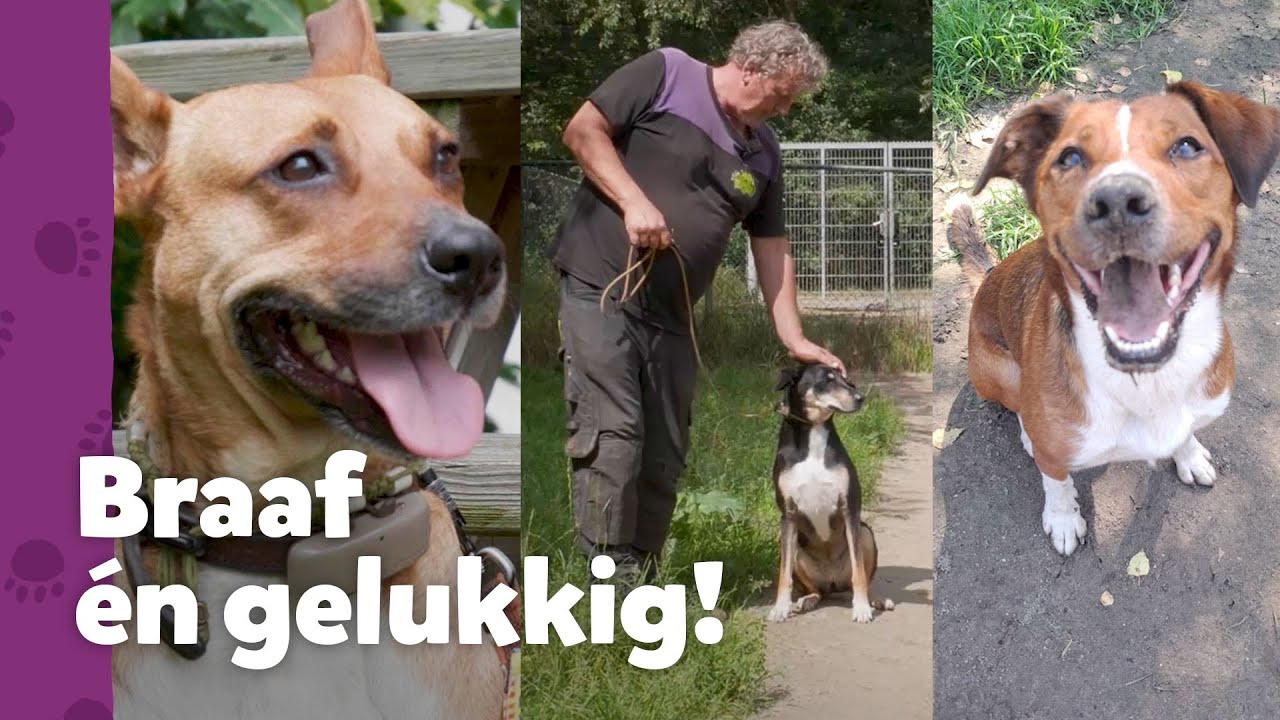 ✨ Terugblik Ron's Honden Spreekuur - DEEL 2