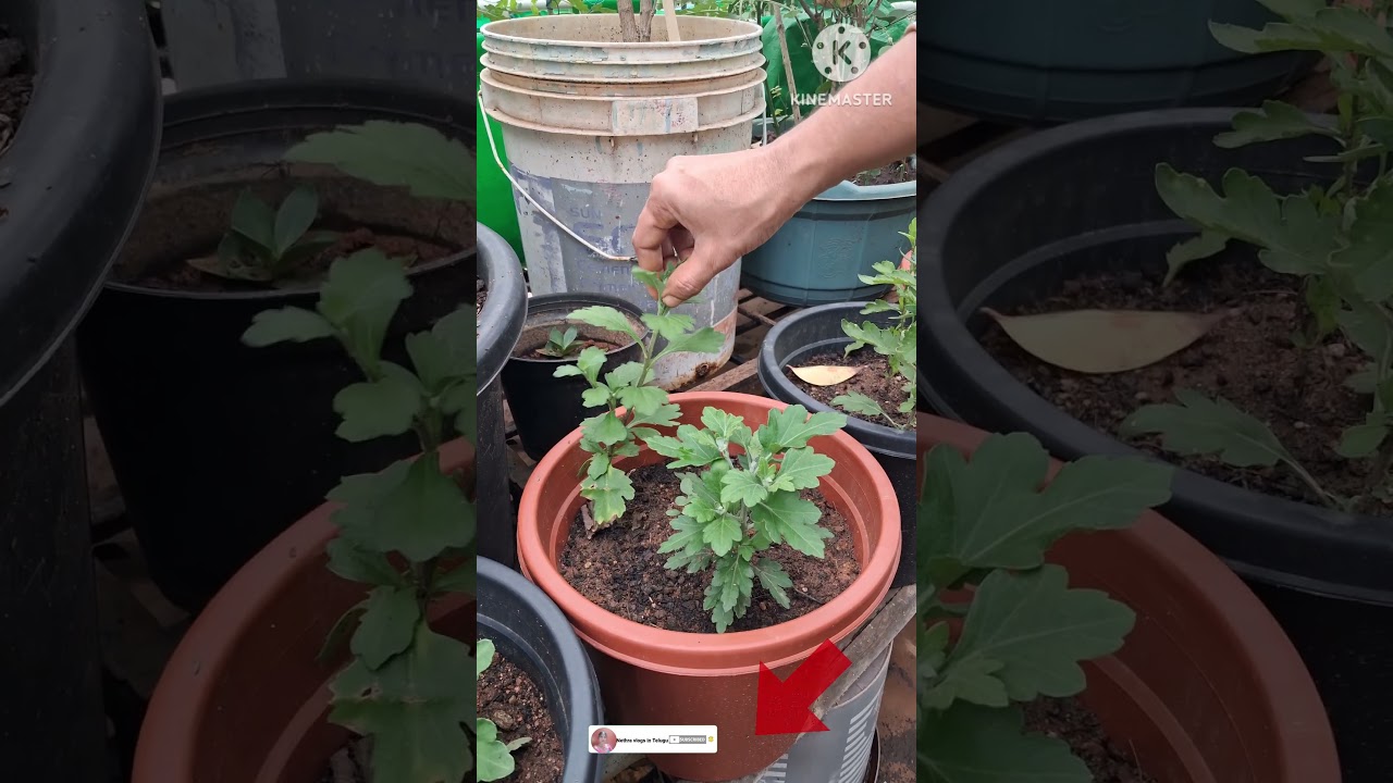 chamanthi plants pruning #ytshorts #shorts #organicfarming #nethravlogsintelugu #chamanthi