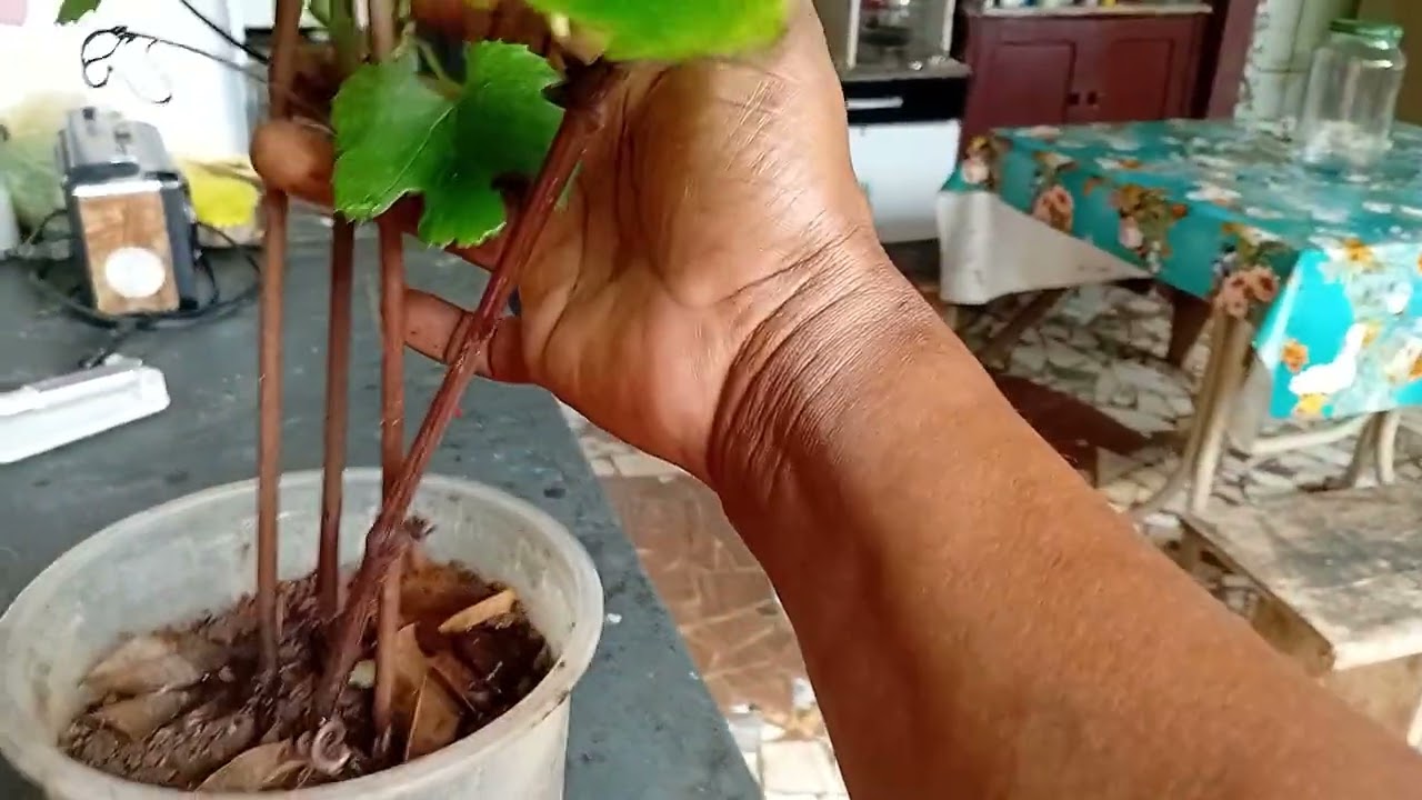 Hoje vamos ensinar como planta muda de uva 