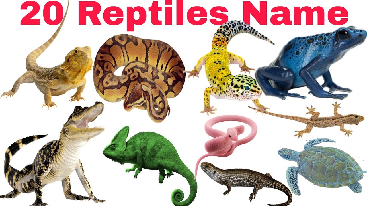 Learn 20 Reptiles Name In English for kids With Pictures | Kids Learning Video
