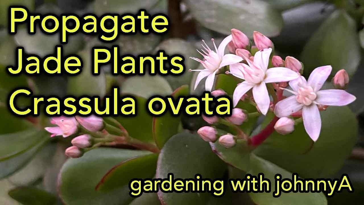 Propagate Jade Plants From Stem Cuttings - 2 Methods - Water v Soil With Results  (Crassula Ovata)