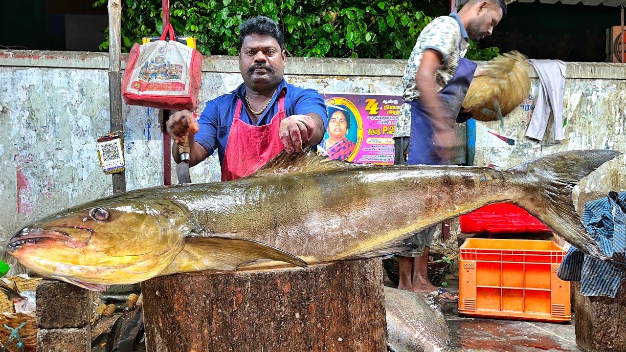 KASIMEDU 🔥 SPEED SELVAM | BIG SIZE COBIA FISH CUTTING VIDEO | 4K VIDEO | KM FISH CUTTING 