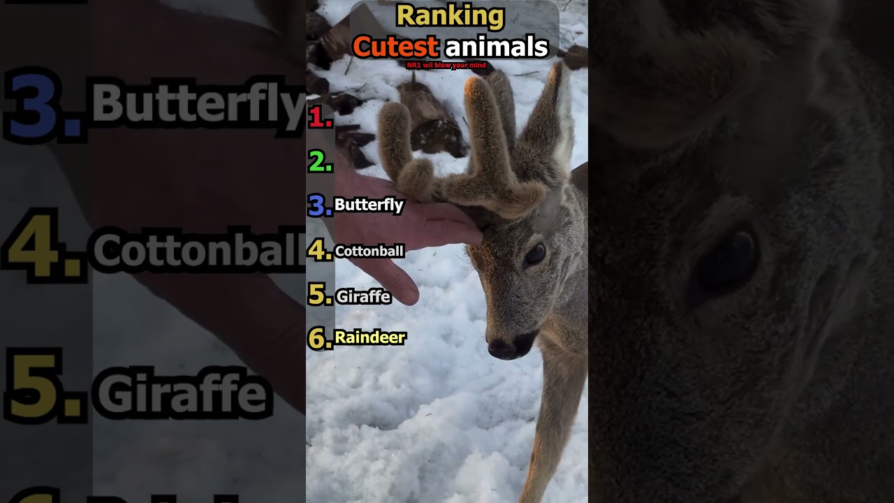 Ranking cutest animals #shortsfeed #shorts
