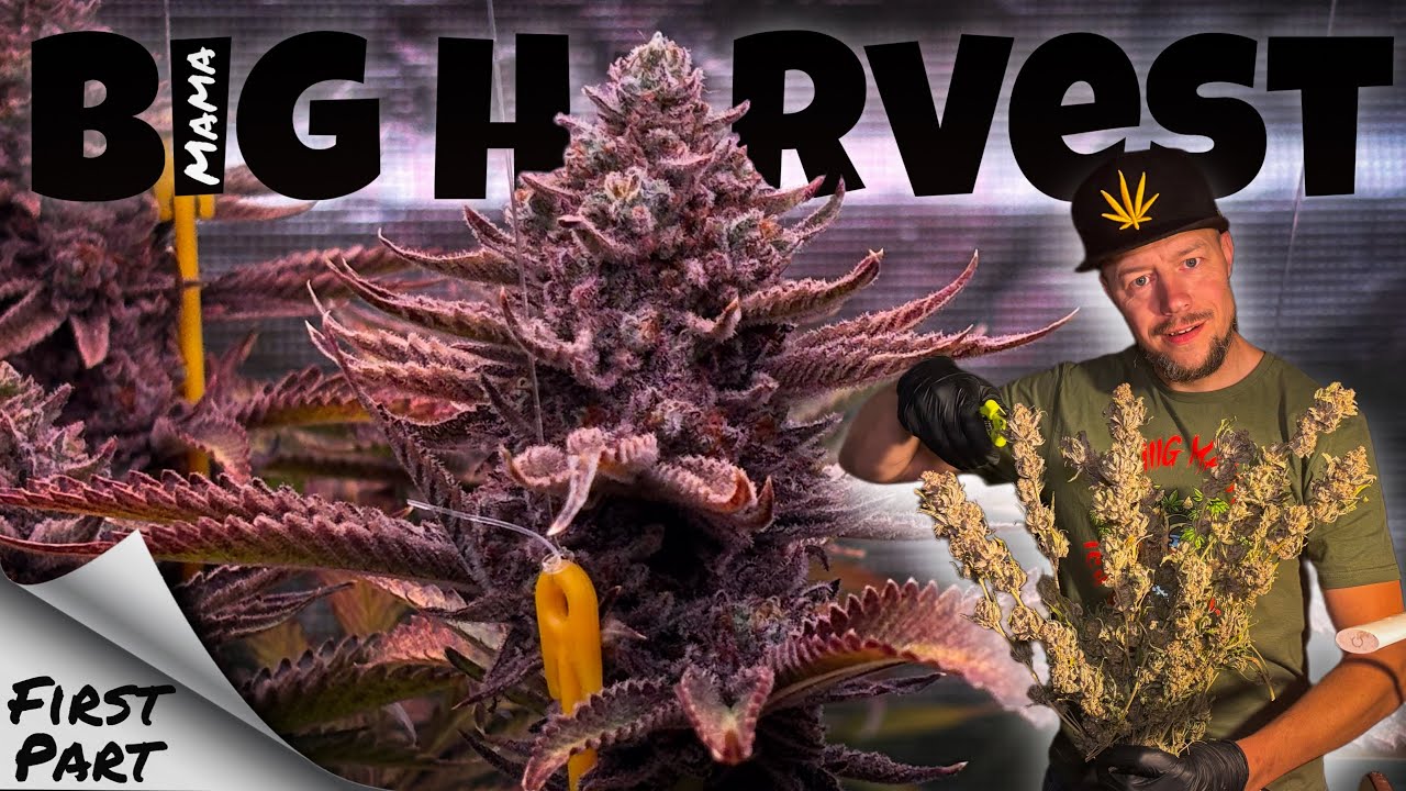 BIG MAMA 2 / ICH ERNTE DIE LEGENDE / 🪓 HARVEST, ✂️ TRIMM, 🍯 PRESS 
