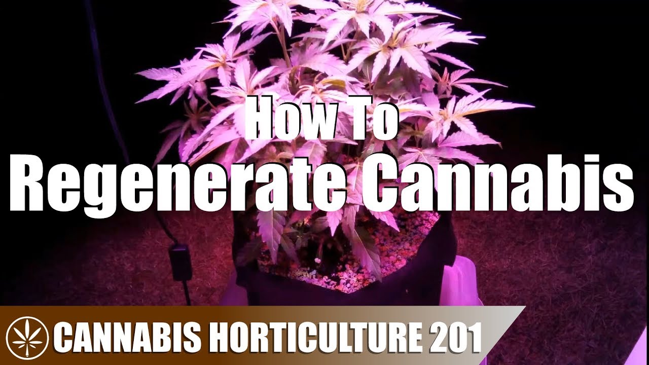 How to Regenerate A Cannabis Plant