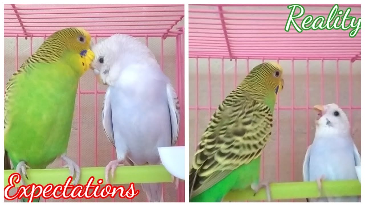 Expectations vs Reality of owning budgies
