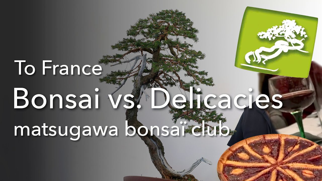 Bonsai vs. Delicacies - Uncommon Bonsai-Workshop at the matsugawa bonsaï club in France
