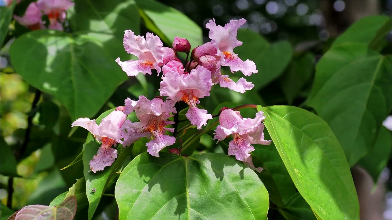 Catalpa species at Caerhays