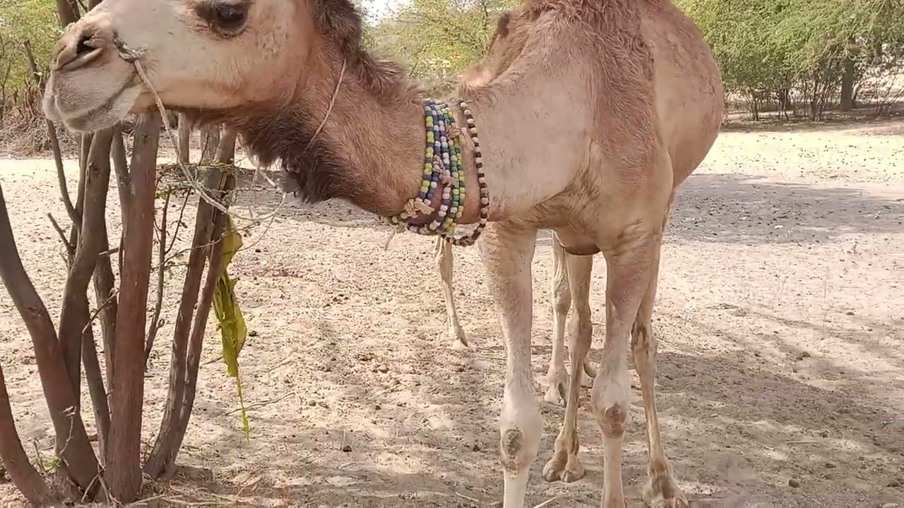 🐫 Epic Fight Between Two Camels!🐫🔥 Desert Kings Face Off🐪⚔️ Camel Battle – Who Will Win?