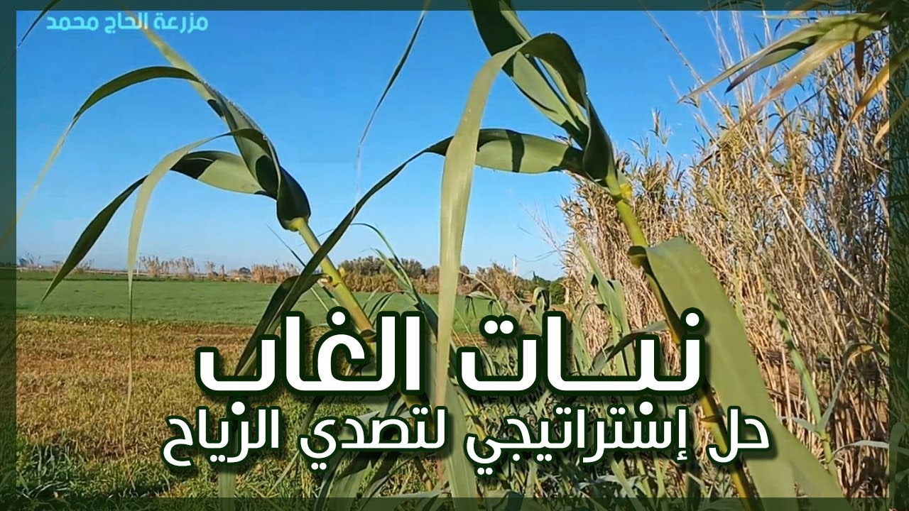 هذه النبتة ستـــصد الرياح القوية التي تُسْـــقِط أزهار أشجارك ! | نبتة الغاب ومصدات الرياح