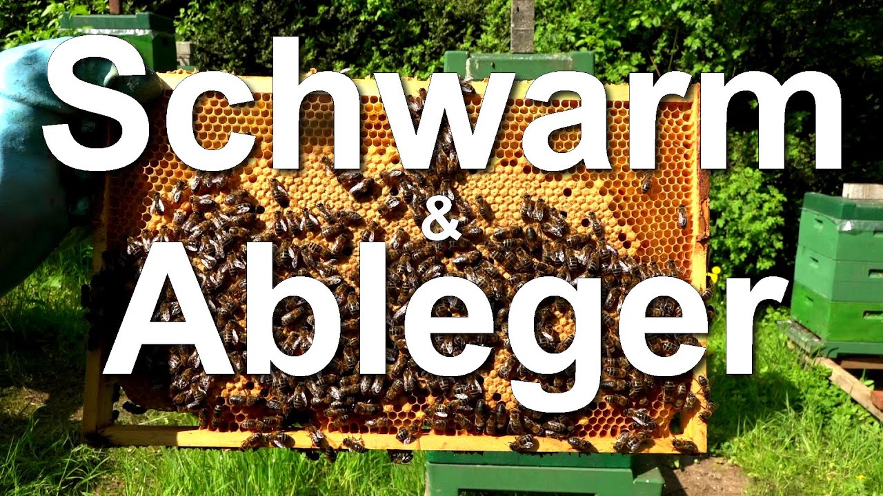 Bienen: Schwarmkontrolle, Königinnen-Ableger bilden, Bienenschwarm fangen, Mini Plus & Segeberger