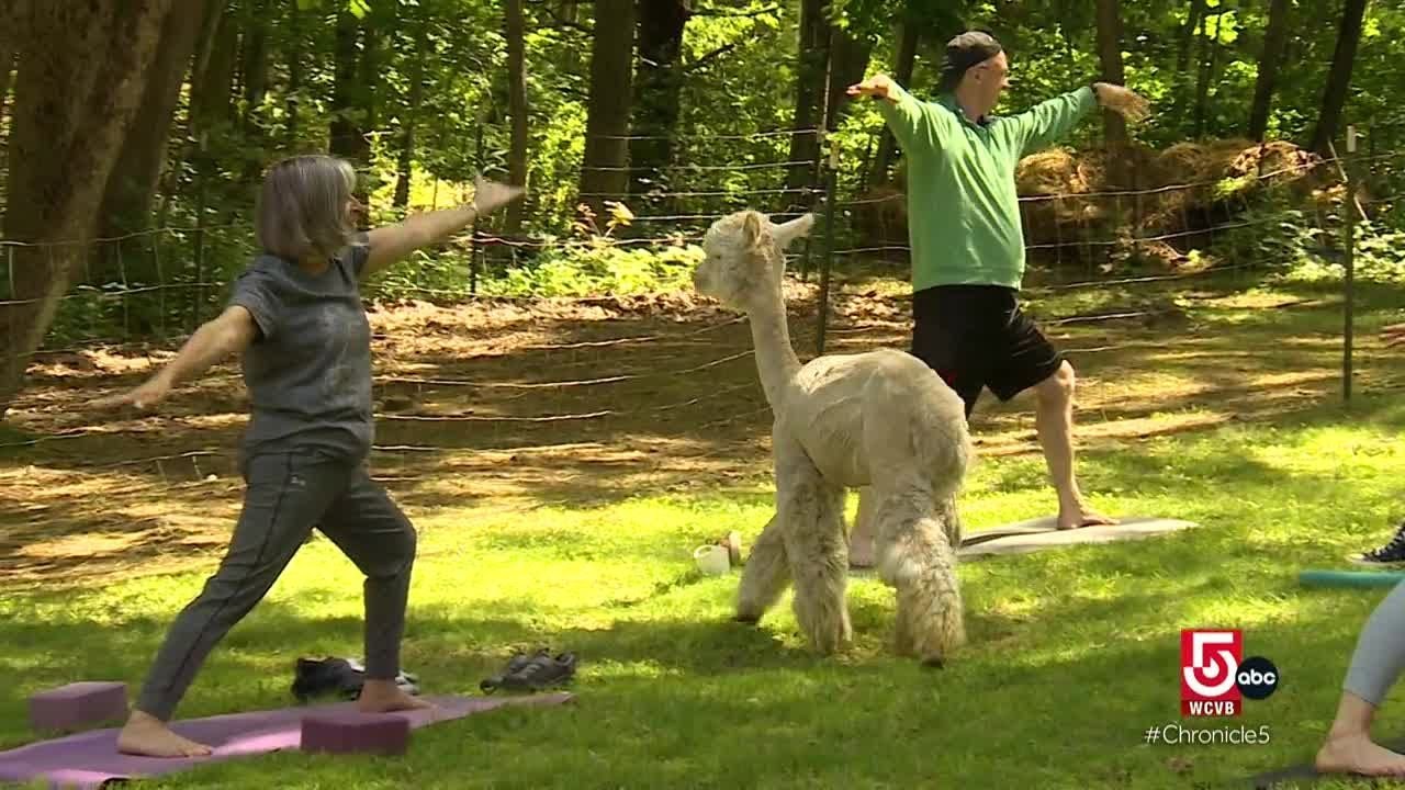Experience a sea of lavender and alpaca yoga in Wiscasset, Maine
