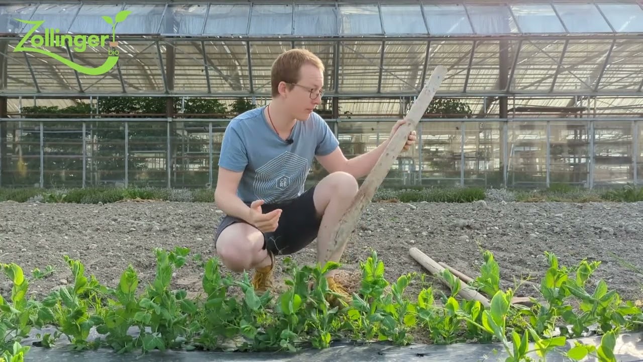 Comment tuteurer les petits pois