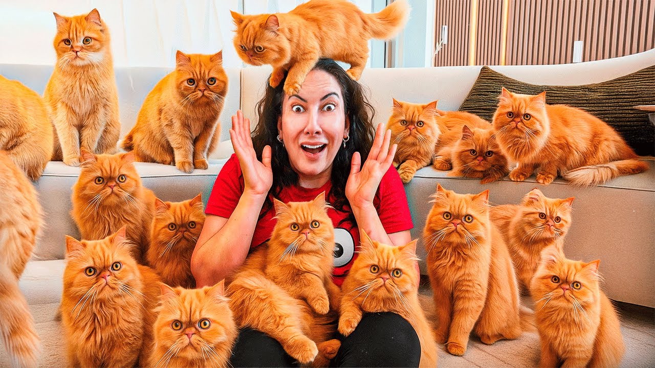 Qual é a MINHA GATA VERDADEIRA? (Ela trocou?)