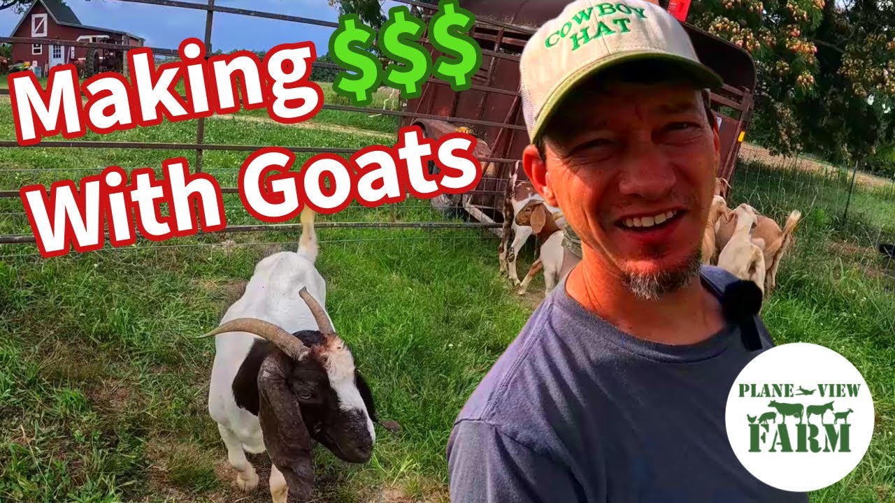 Selling Goats At The Sale Barn - How Much Did We Make?