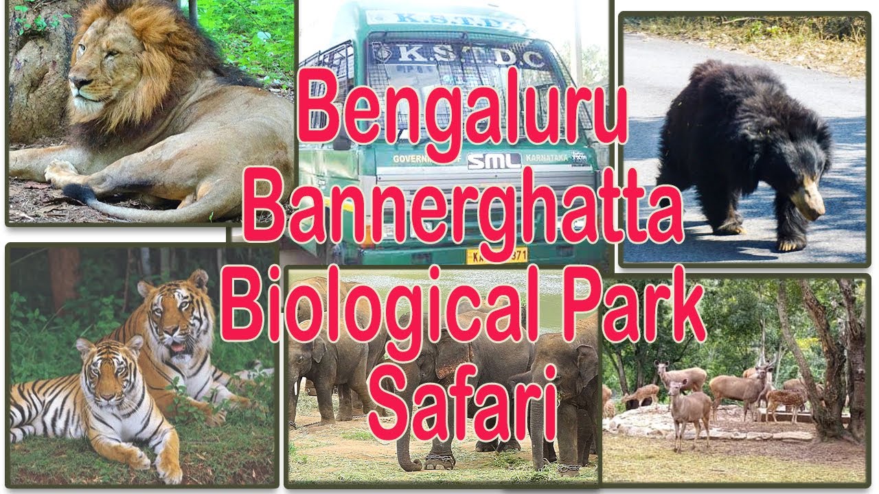 Bannerghatta National Park | Jungle Safari |Bangalore Zoo | Bannerghatta National Park Bengaluru