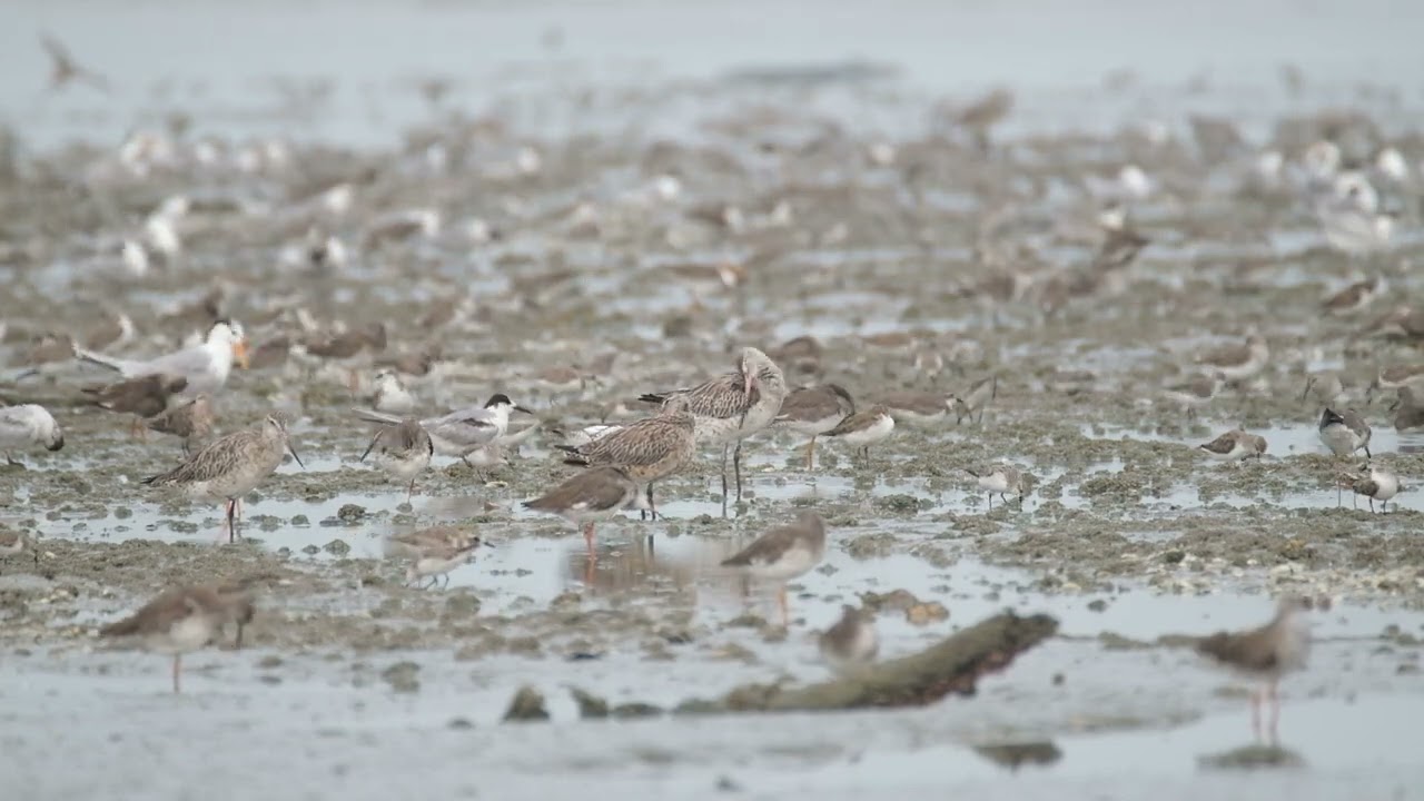 Malaysia Selangor Coastal Shorebirds 20220219