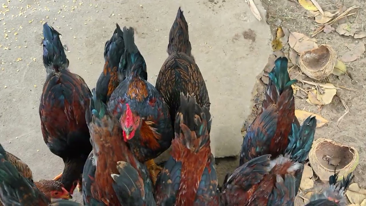 @được bầy gà 🐔 ăn tết gòi nè 🎇🎇🎇🎇🎇🎇🎇🎇🎇🎇🎇🎇🎇🎇🎇