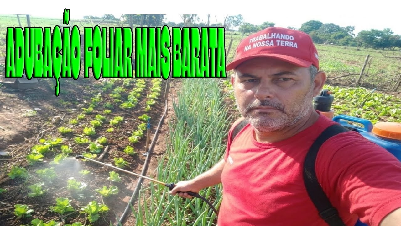 Calda de folha de mamona Erros Comum com PRAGAS NA HORTA (Zere em 48h e Colha Mais!)
