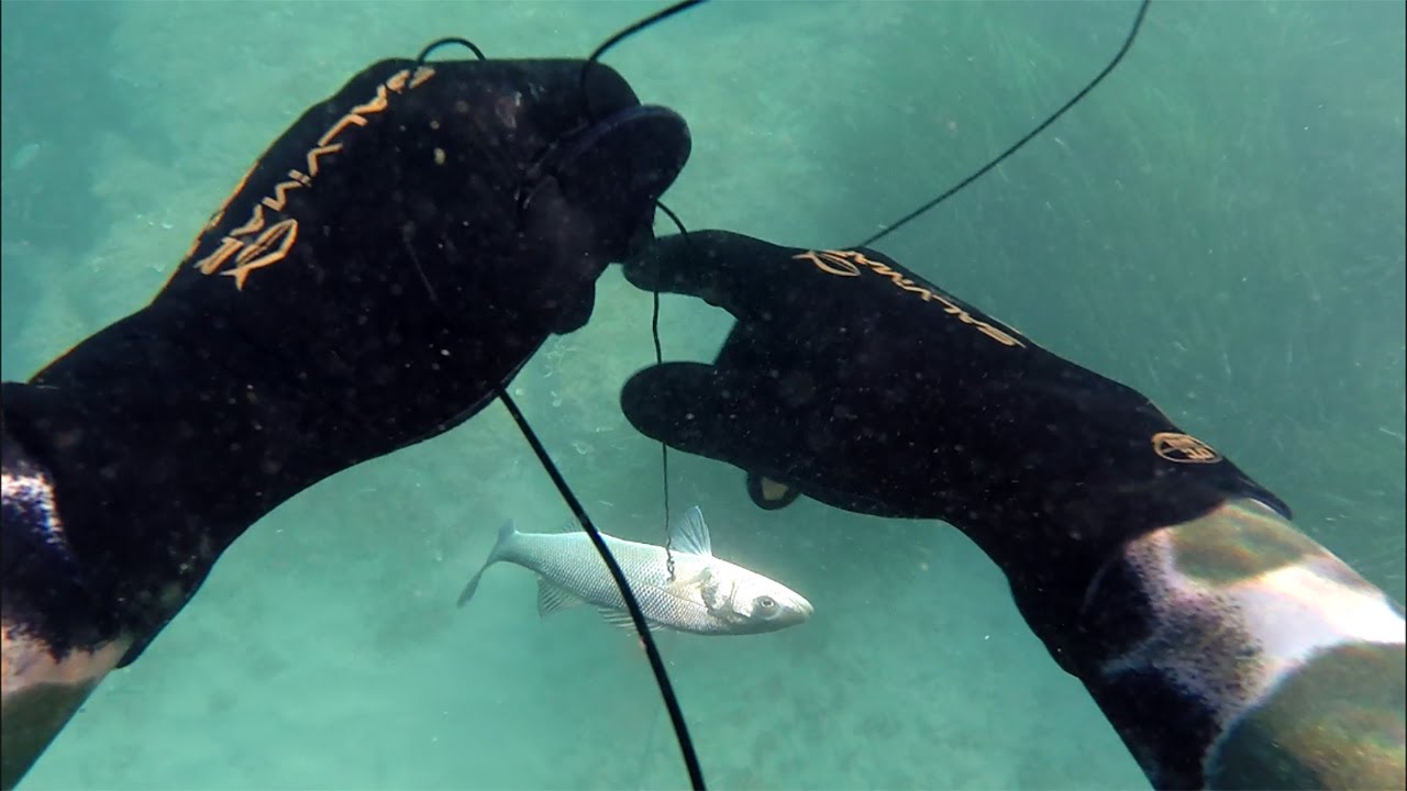 Pesca sub: Spigole all'Alba (gopro3+) -Francisub-