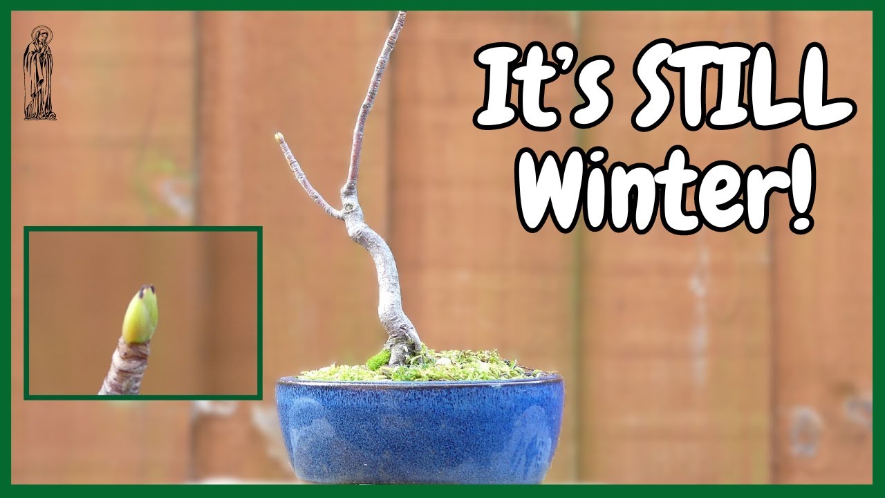 It's NOT Spring - Bonsai Bud Burst in Winter!