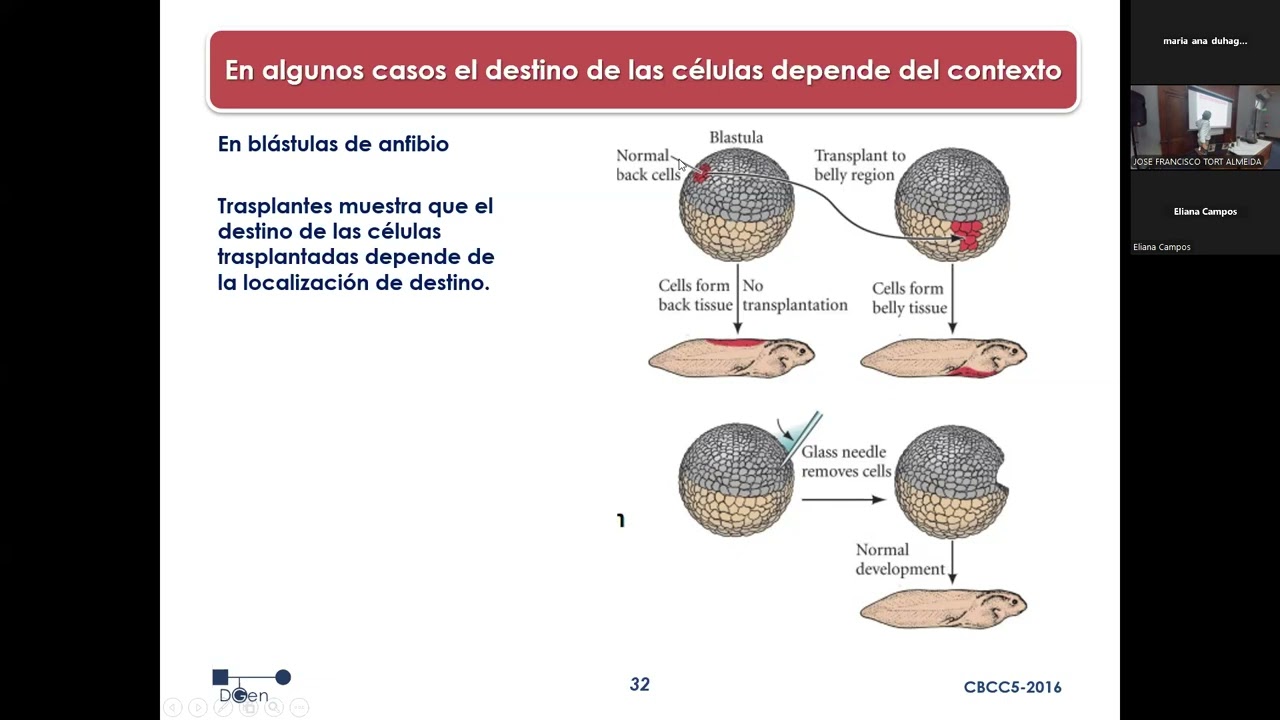 UC8 T4B-Caminos de Diferenciación