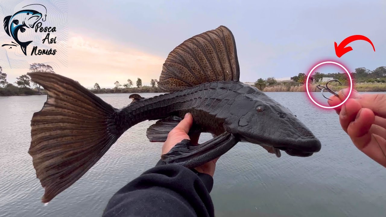 COMO PESCAR UNA VIEJA DEL AGUA 🎣🐟- PESCA ASÍ NOMÁS