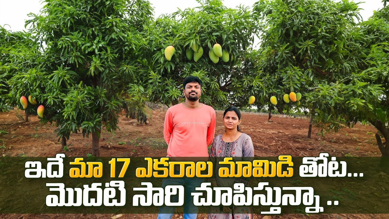 అమ్మ వాళ్లు ఒంటరిగా ఉంటున్నారు | Our 17 Acres Mango Field | 10 Acres Of Mosambi Field | Adi Reddy |