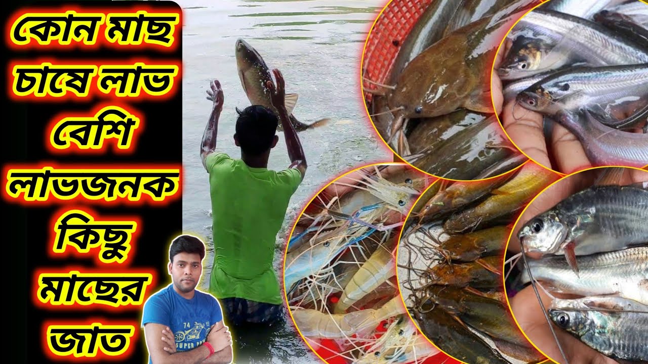 কোন মাছ চাষে লাভ বেশি /লাভজনক কিছু মাছের জাত জেনে নিন Find out which fish farming is more profit