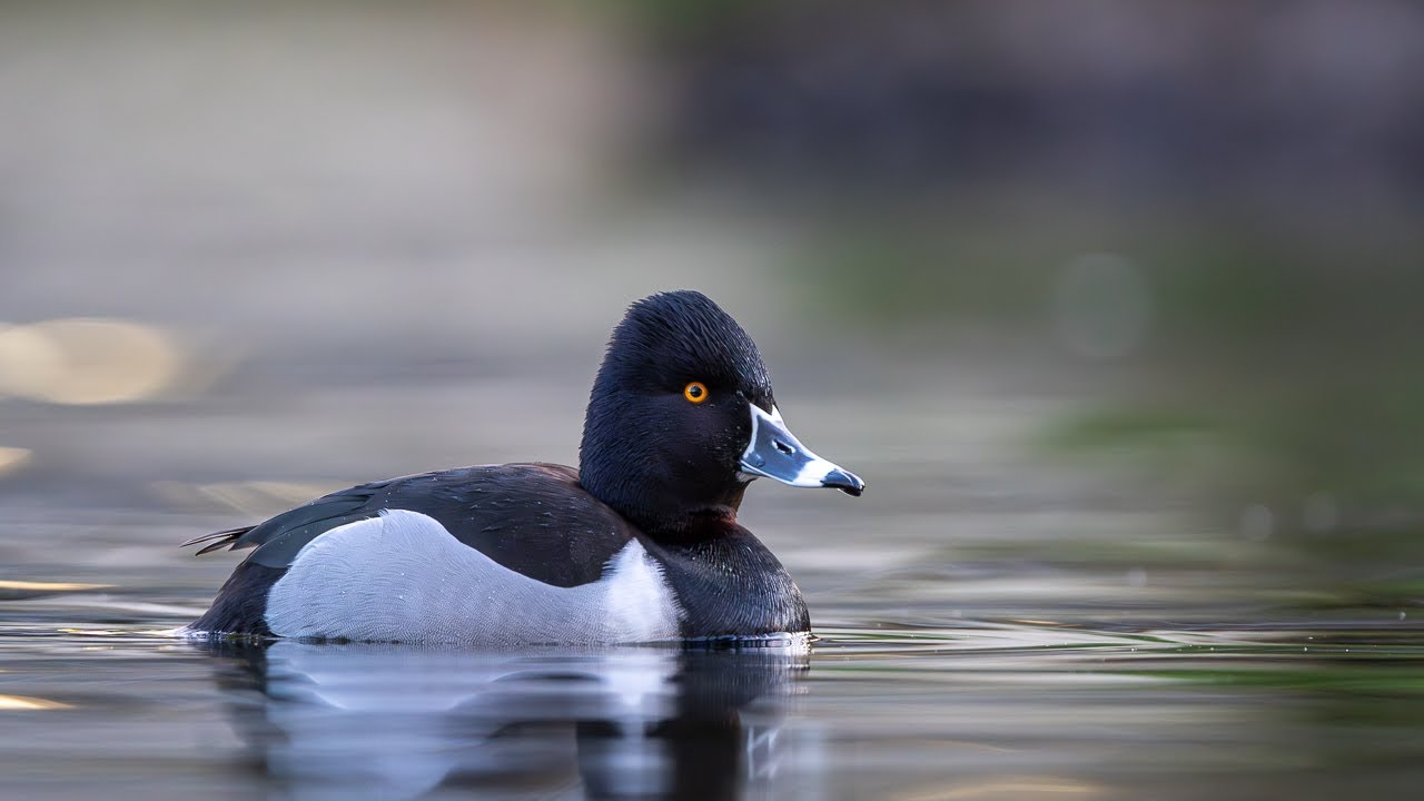 Ringneck Duck Floating