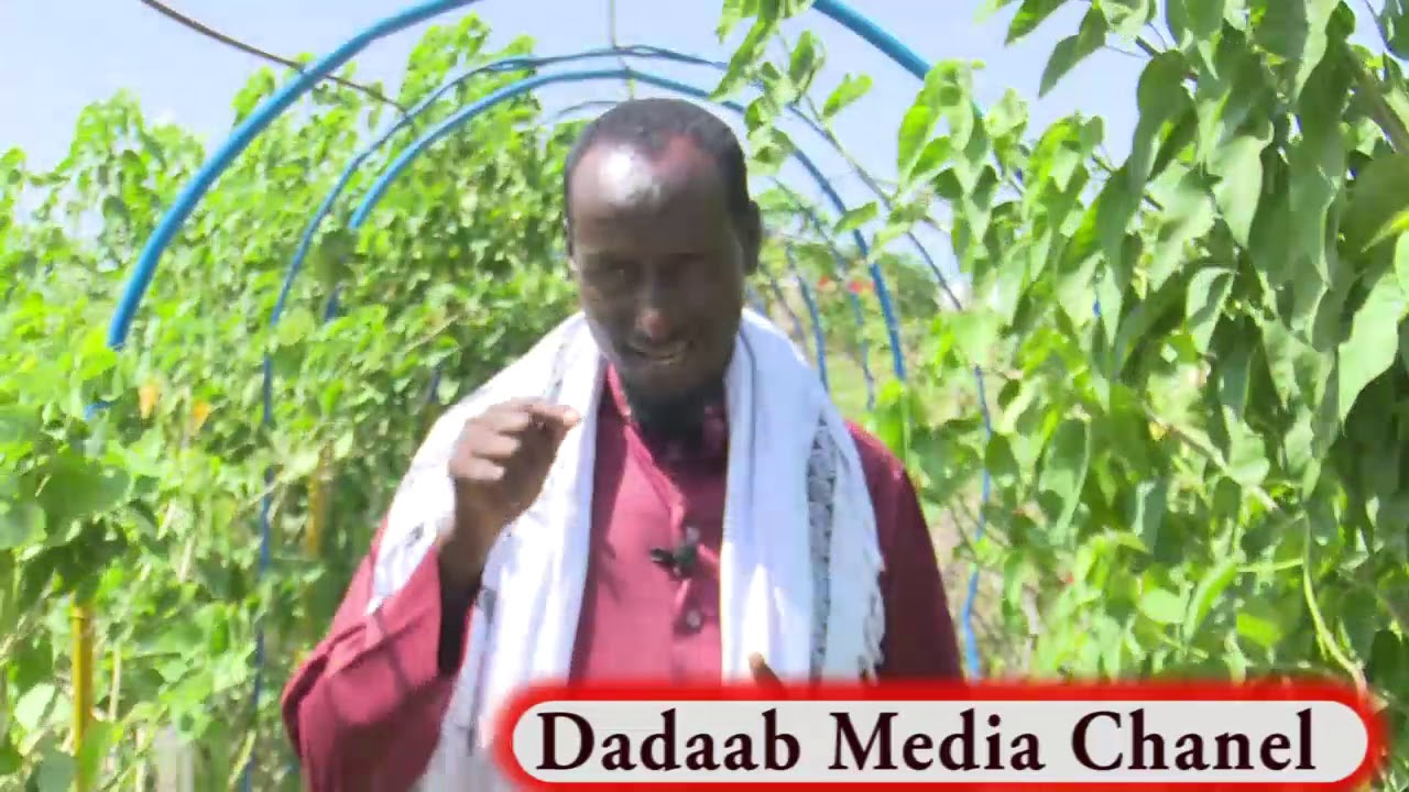 dalxiiska Dadaab daawo muqaalka qurxoon ee magalada Dadaab wax ka baro tarikhda