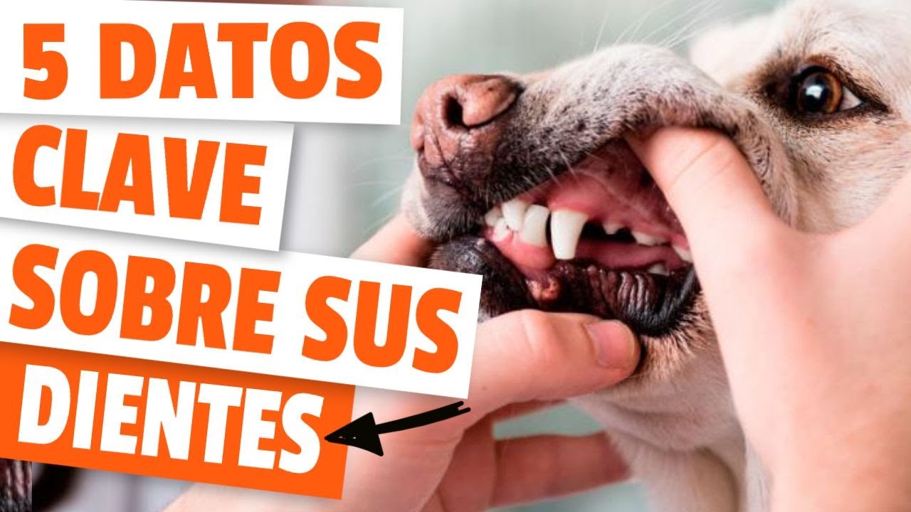 🐶5 DATOS INTERESANTES sobre los DIENTES DE TU PERRO