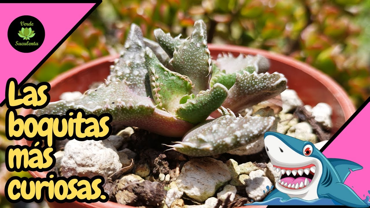 Faucarias felina, tigrina, cuidados y propagación.