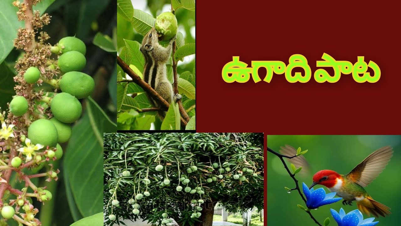 Ugadi song🌻🐨🥭